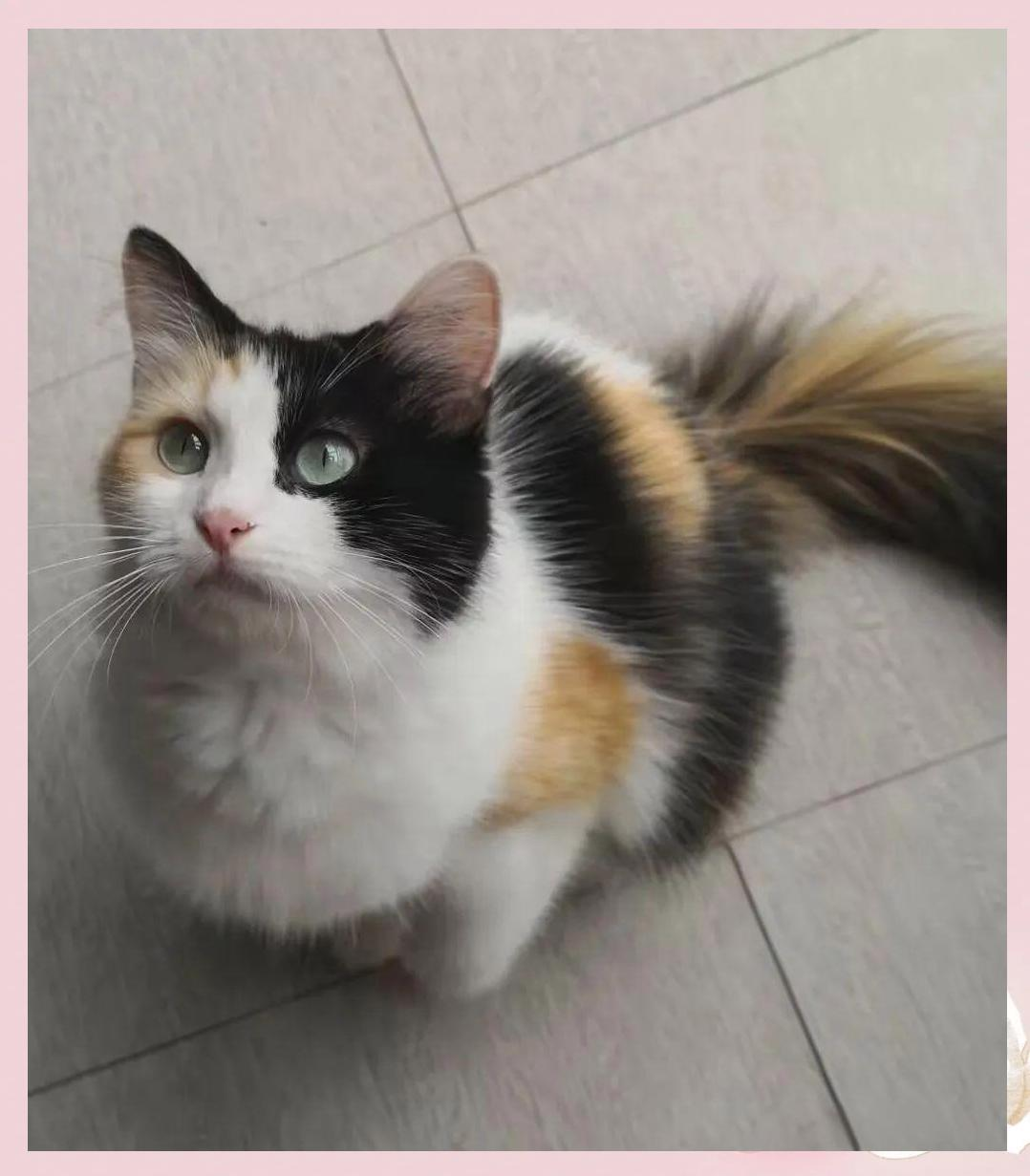 三花猫