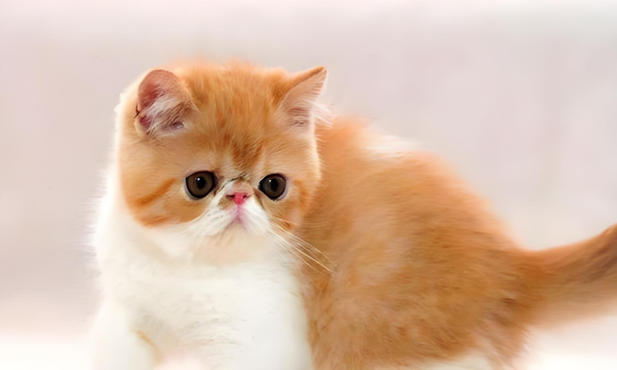 加菲猫