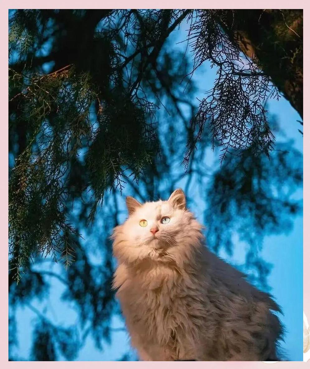 山东狮子猫