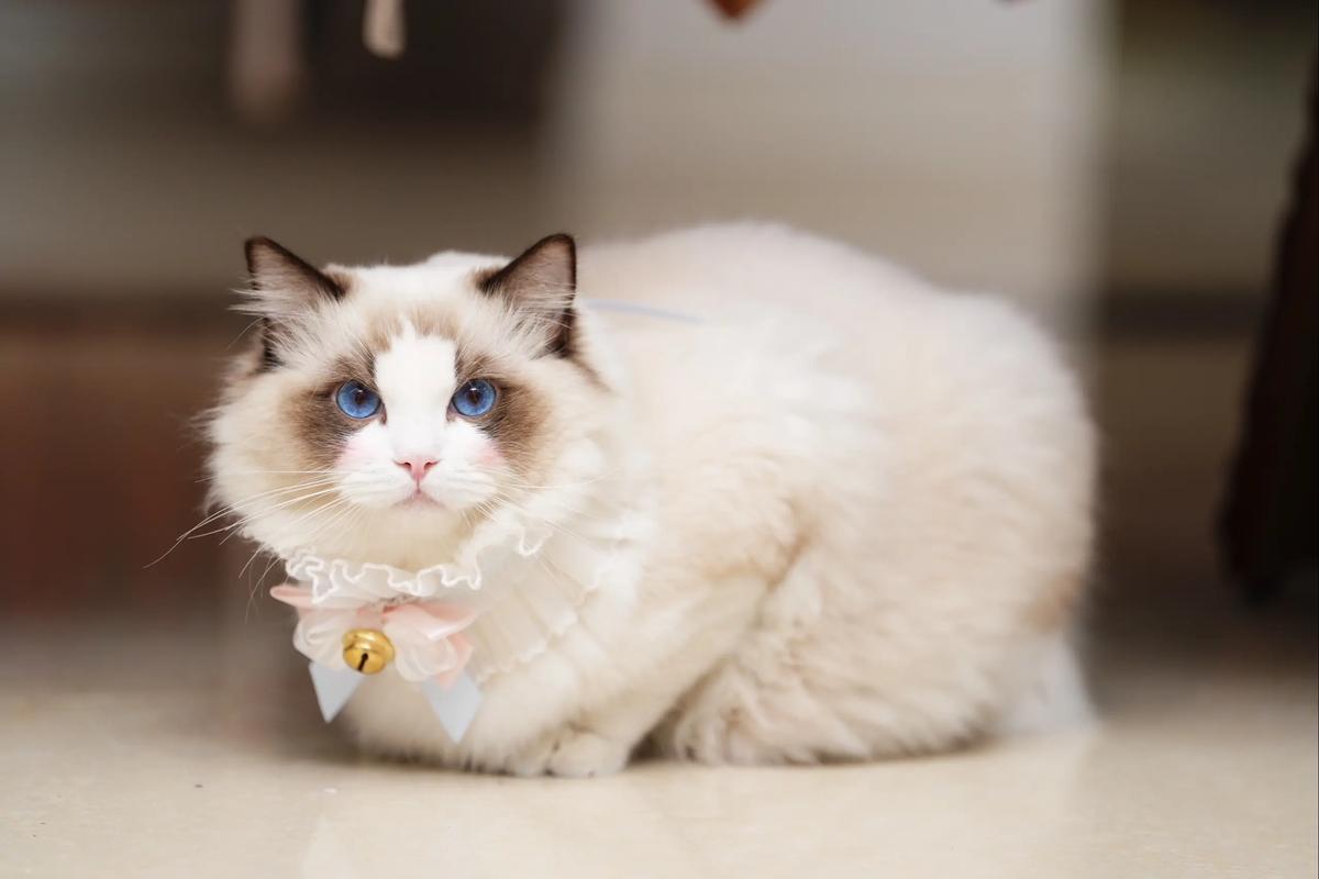 布偶猫