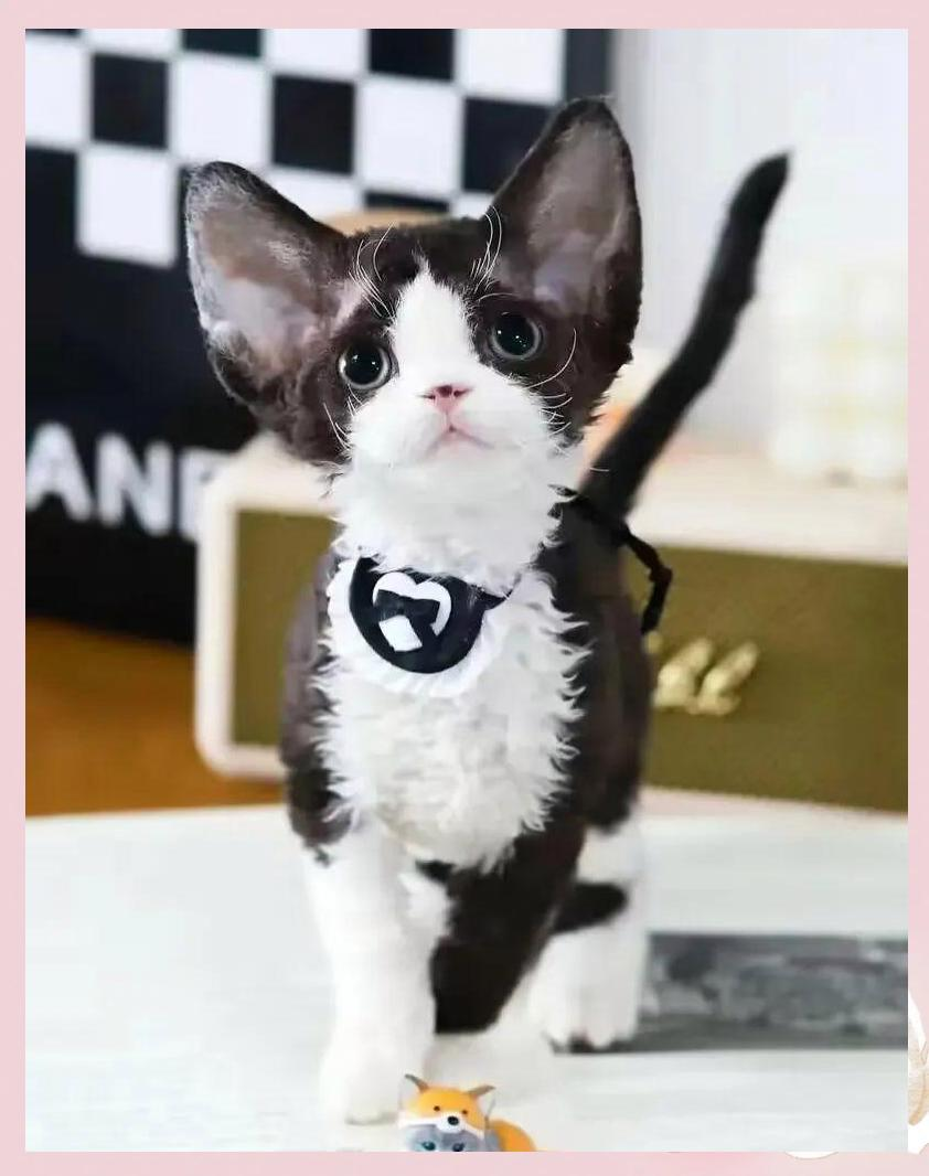 德文卷毛猫