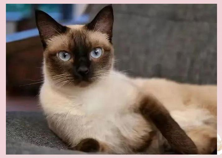 暹罗猫