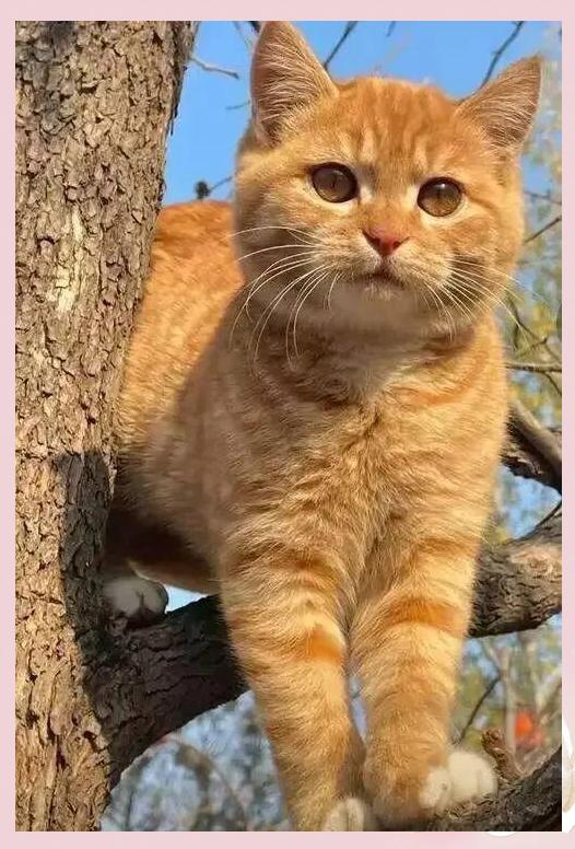 橘猫