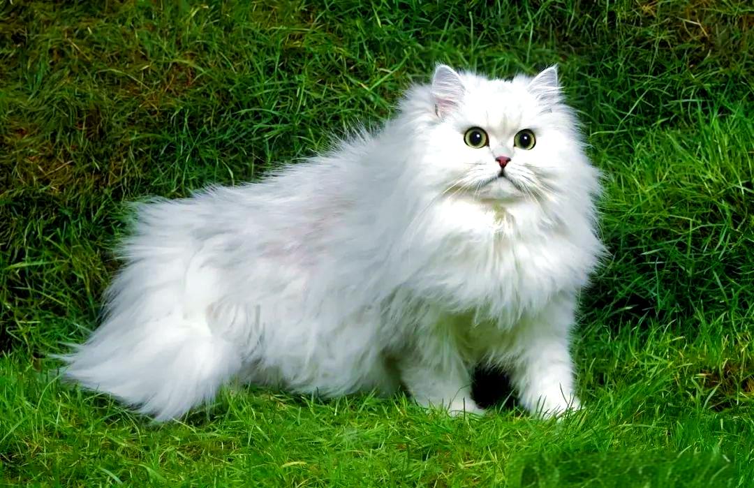 波斯猫