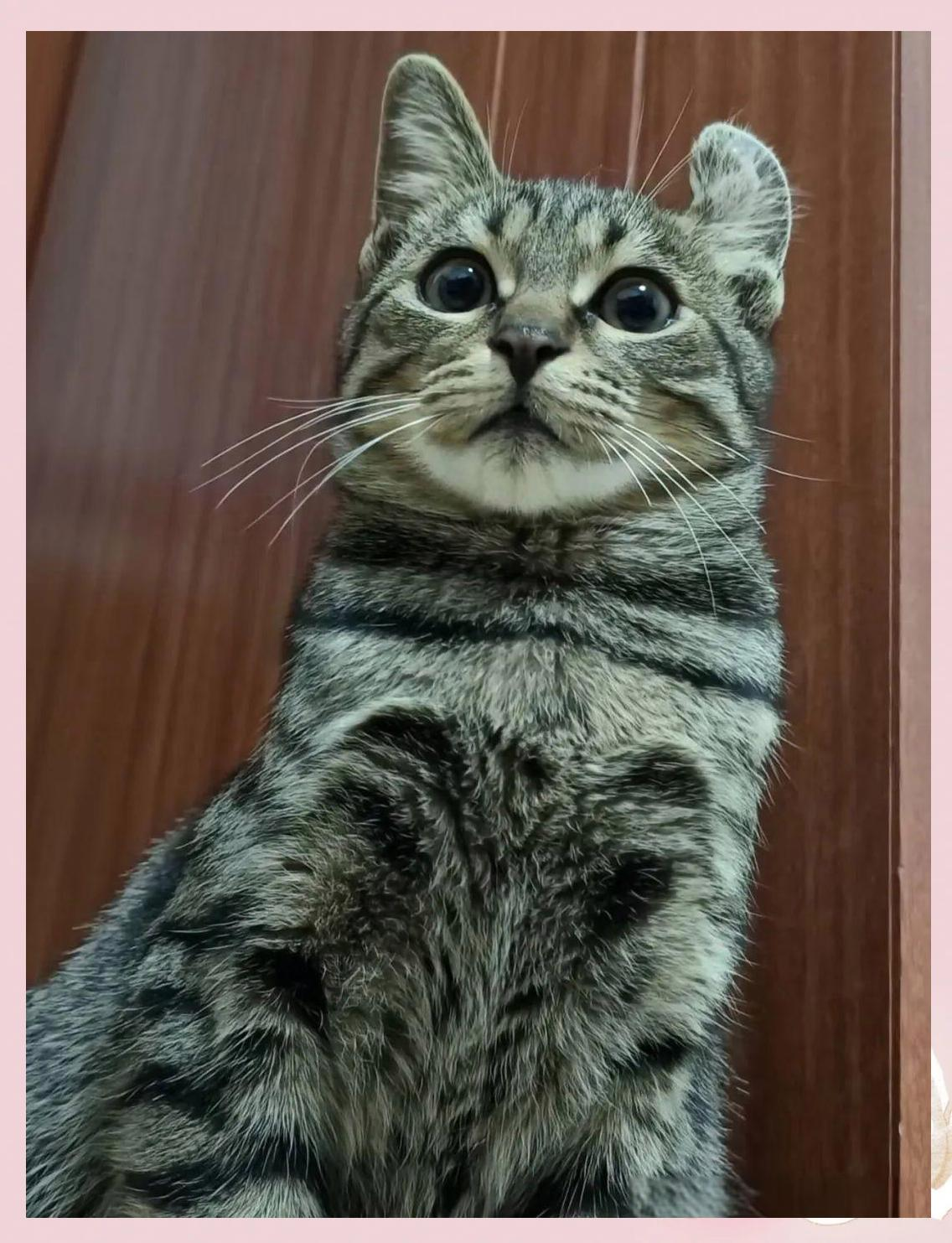 狸花猫