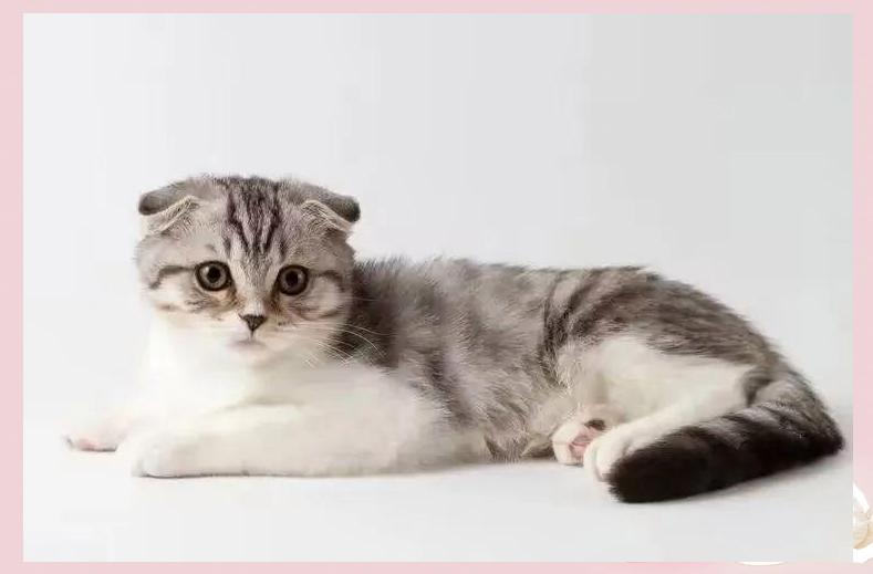 苏格兰折耳猫