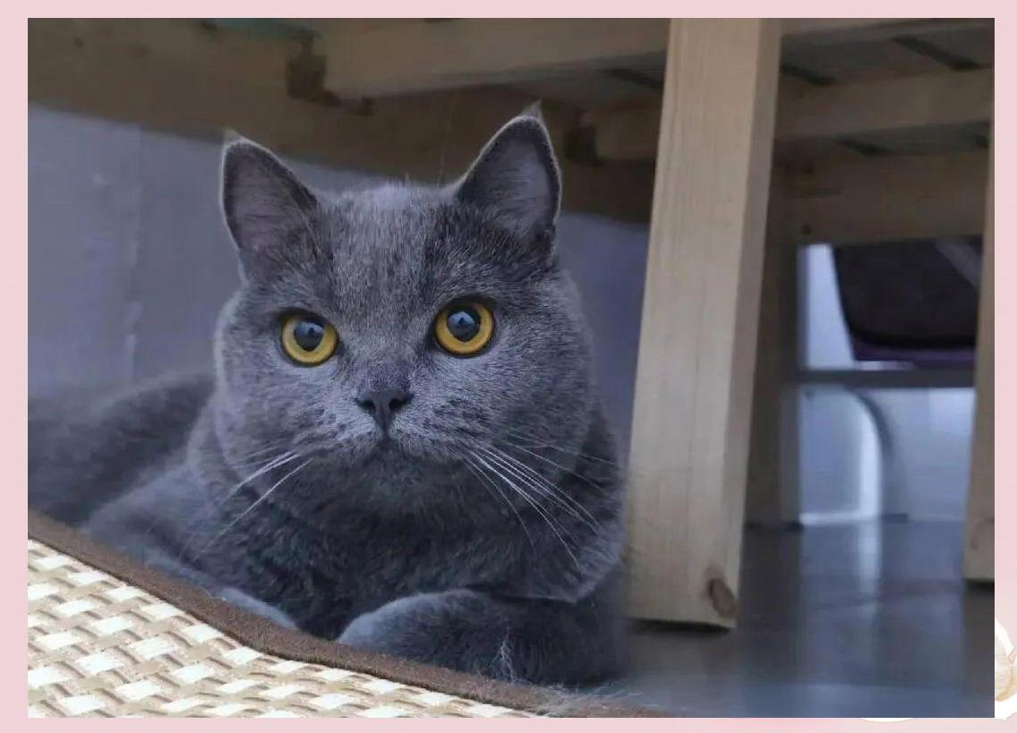 蓝猫
