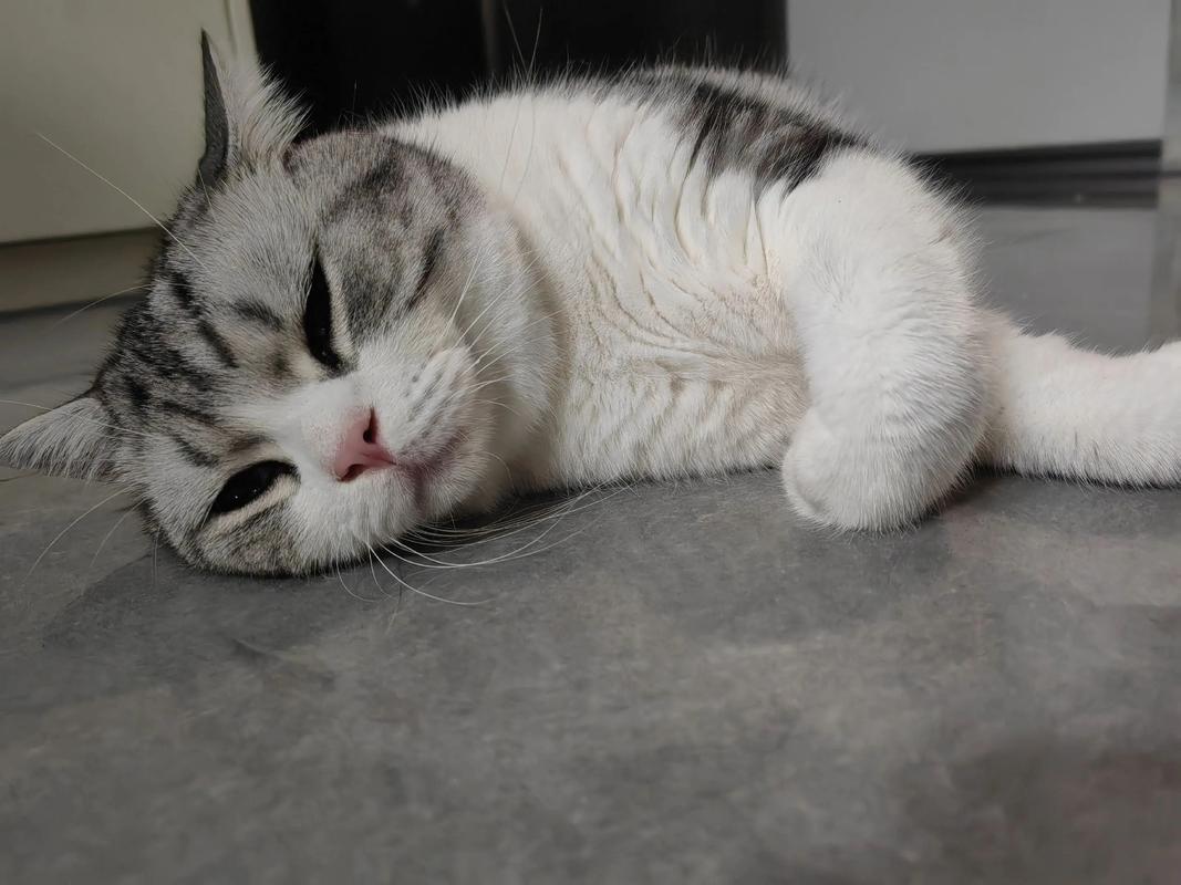 起司猫